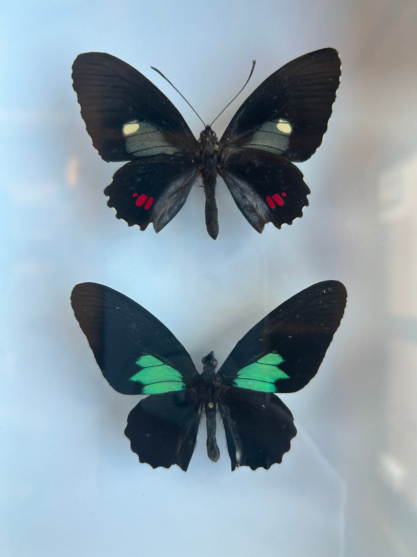 Cattleheart Swallowtail
