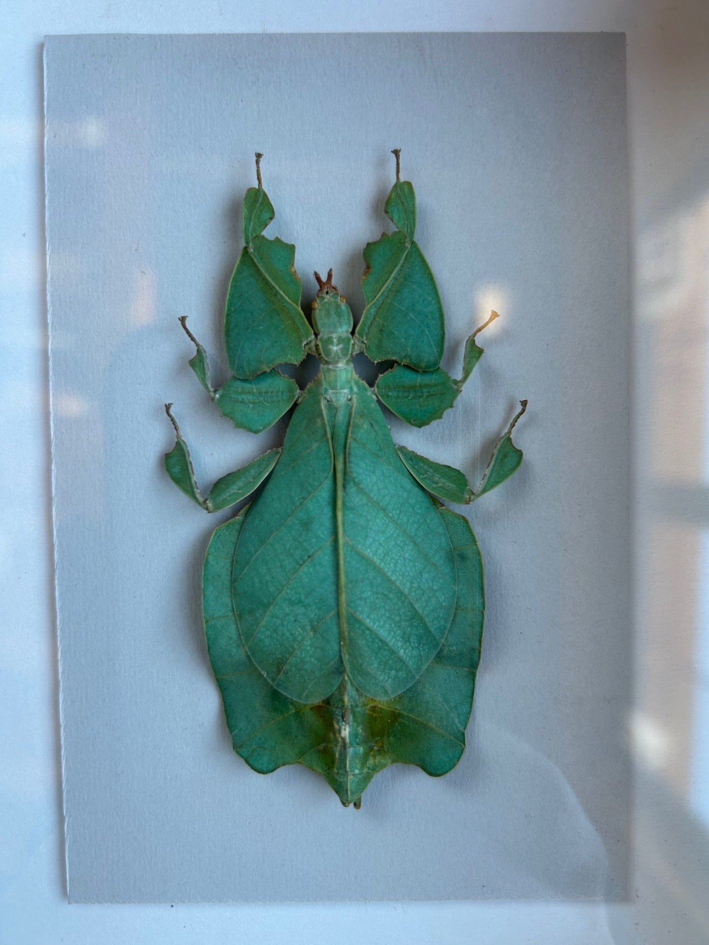 Walking Leaf