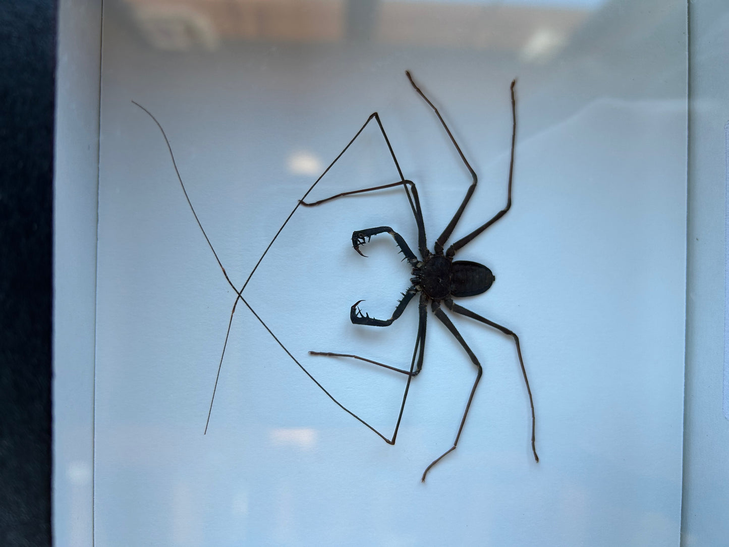 Giant Whip Scorpion