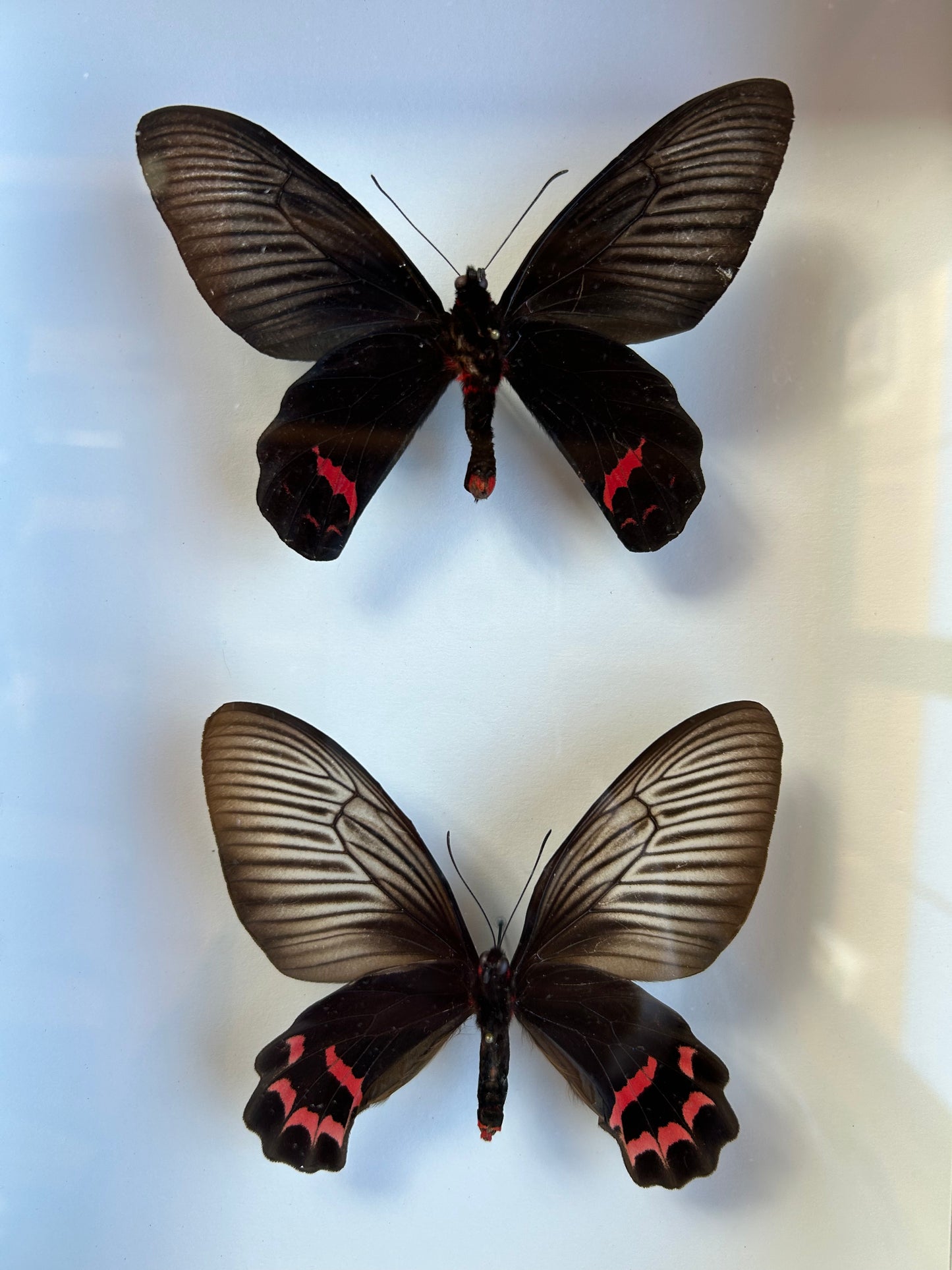 Dixon's Batwing Swallowtail