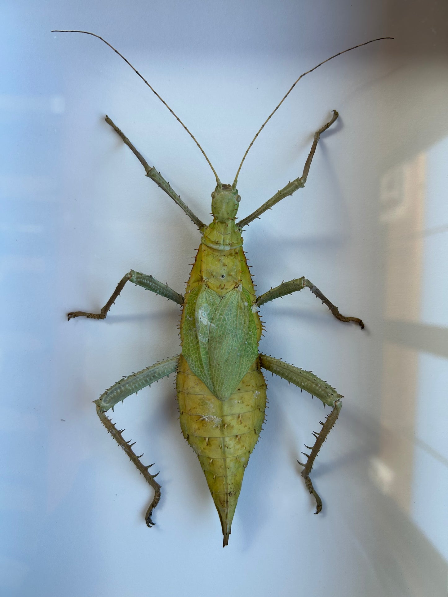 Thorny Devil Walking Stick