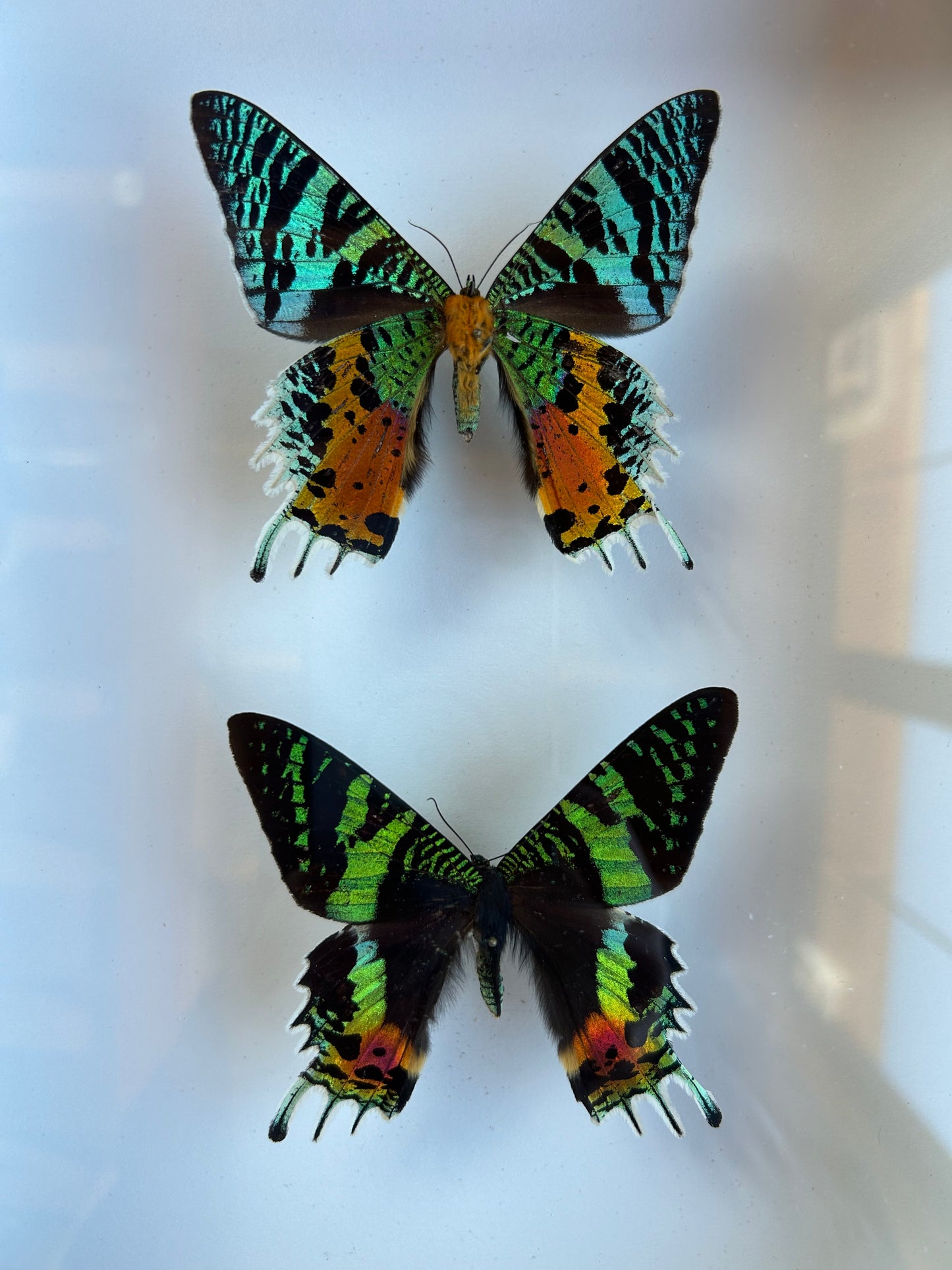 Sunset Moth