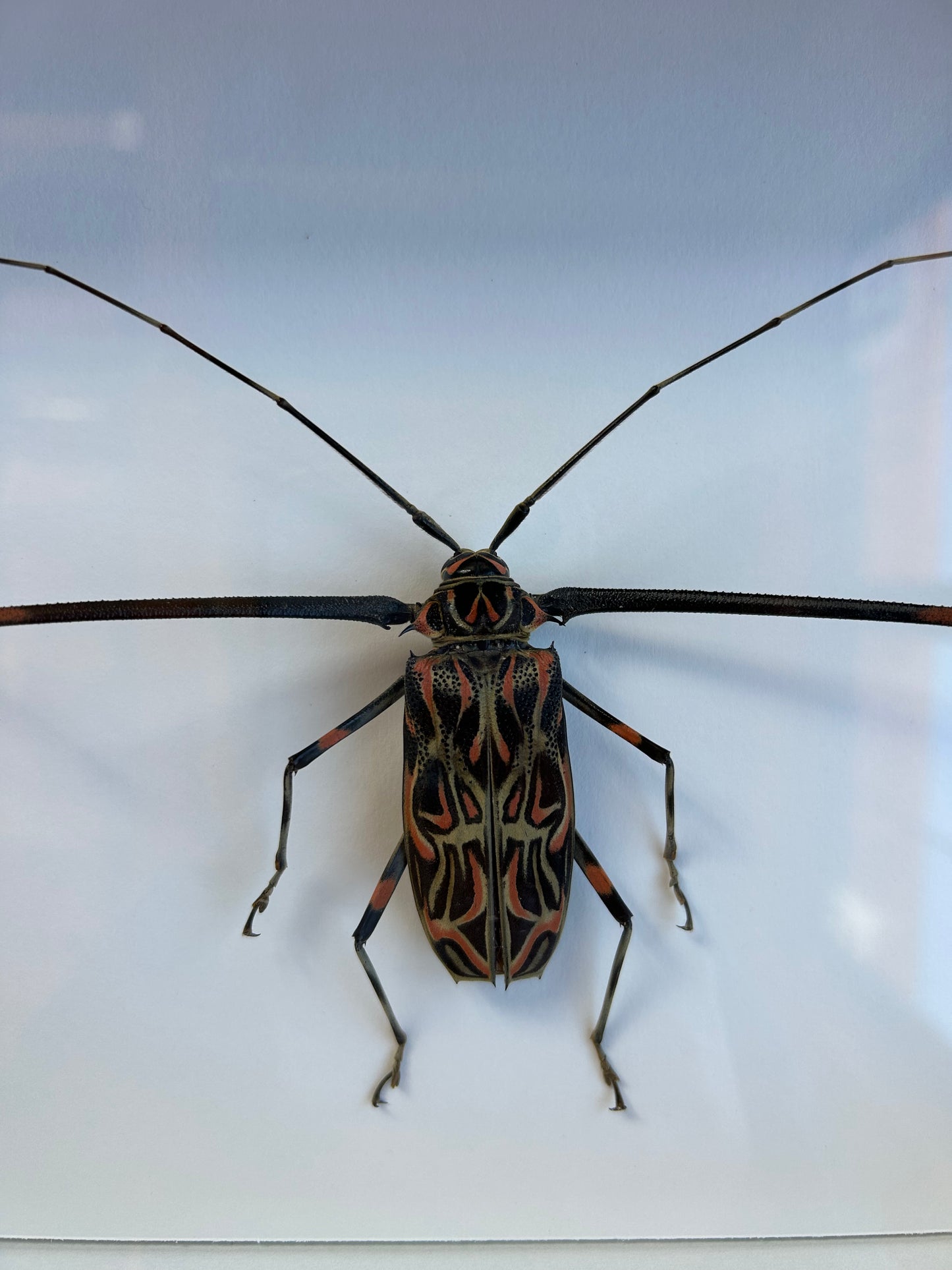Harlequin Beetle