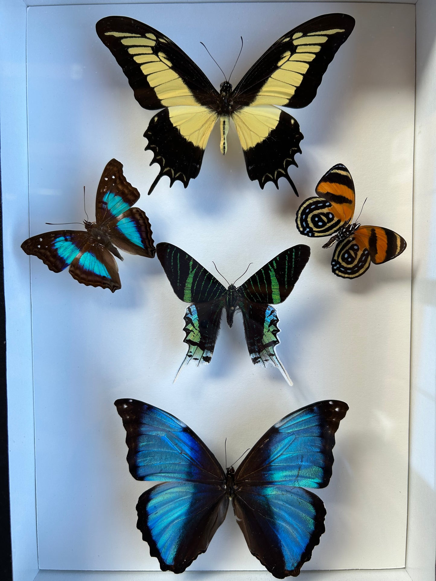 Amazon Butterfly Mix