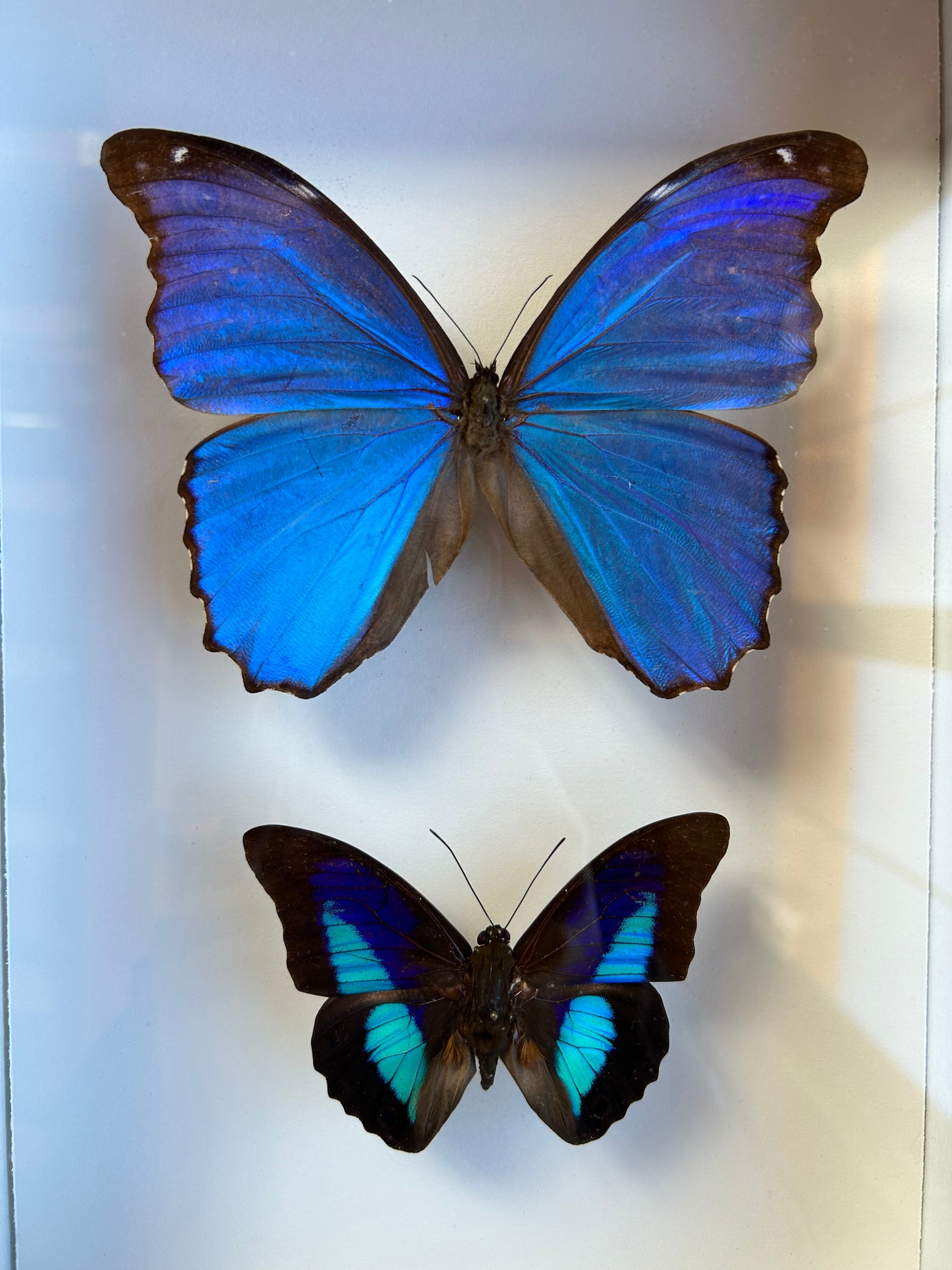 Giant Blue Morpho, King Shoemaker