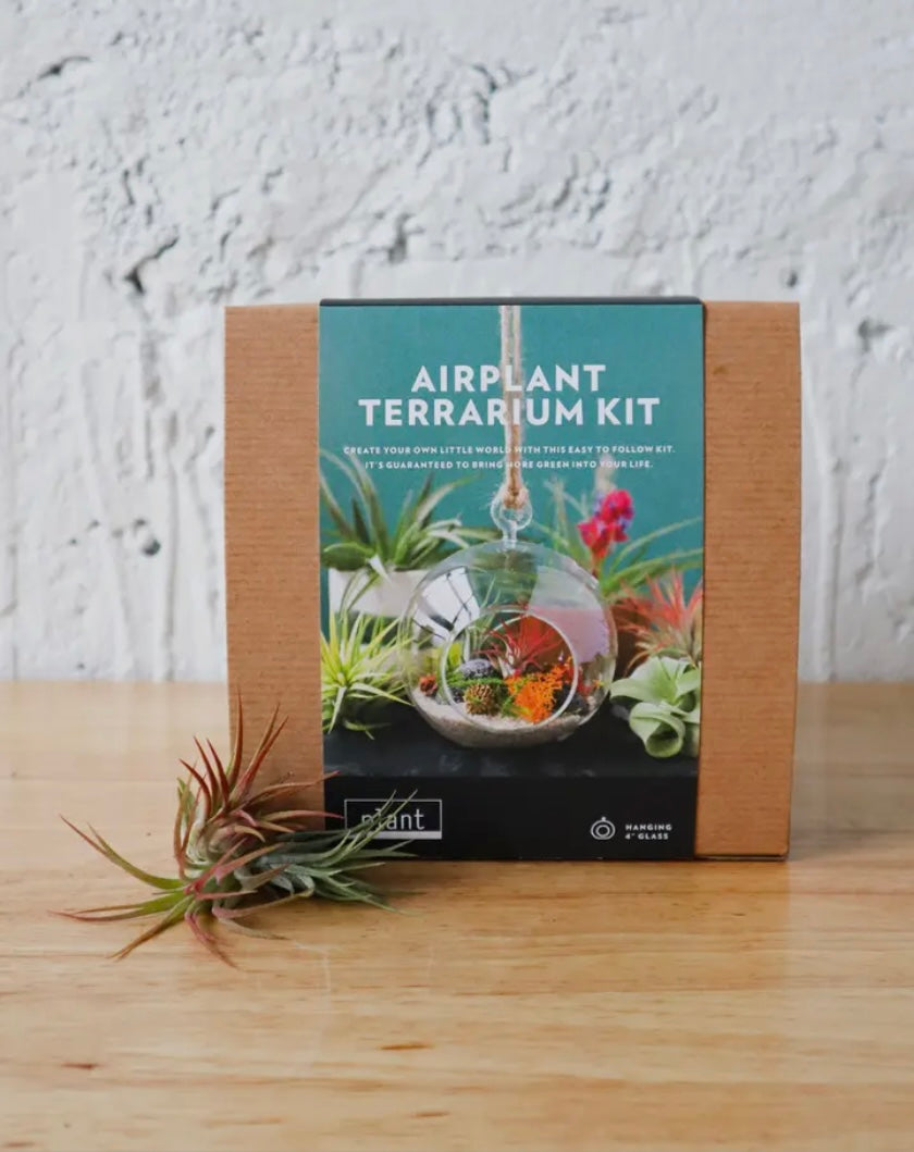 Air Plant Terrarium Kit