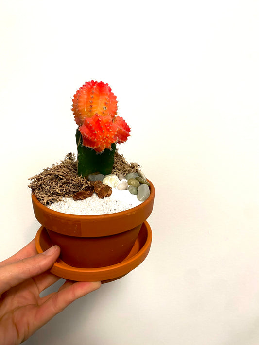 Grafted Cacti
