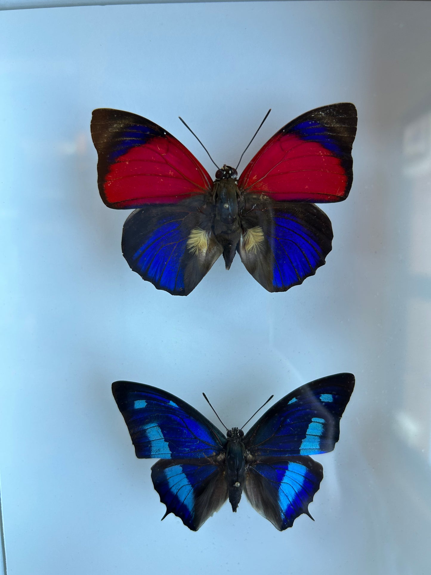 King Agrias & Electric Blue Leafwing