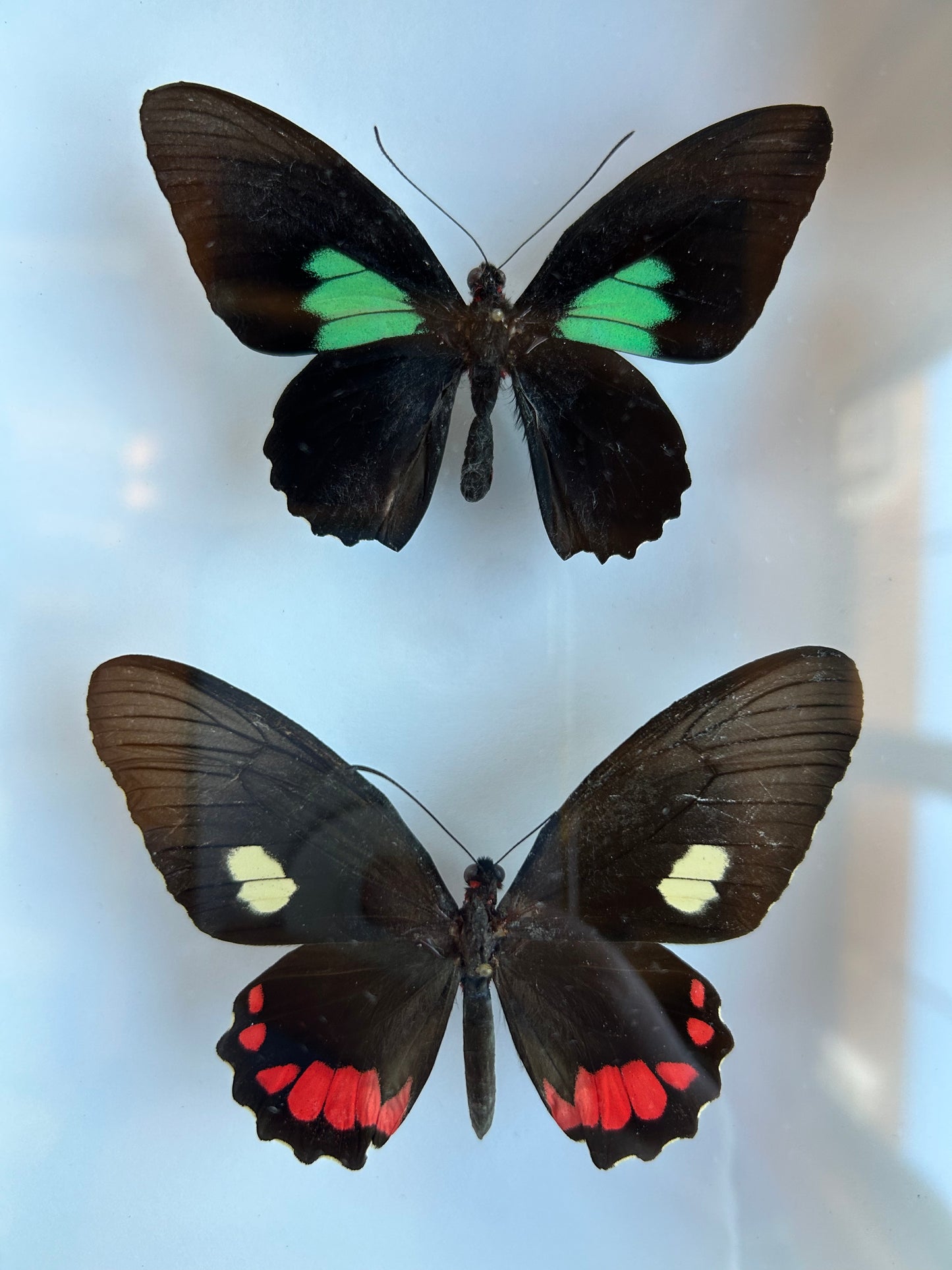 Cattleheart Swallowtail