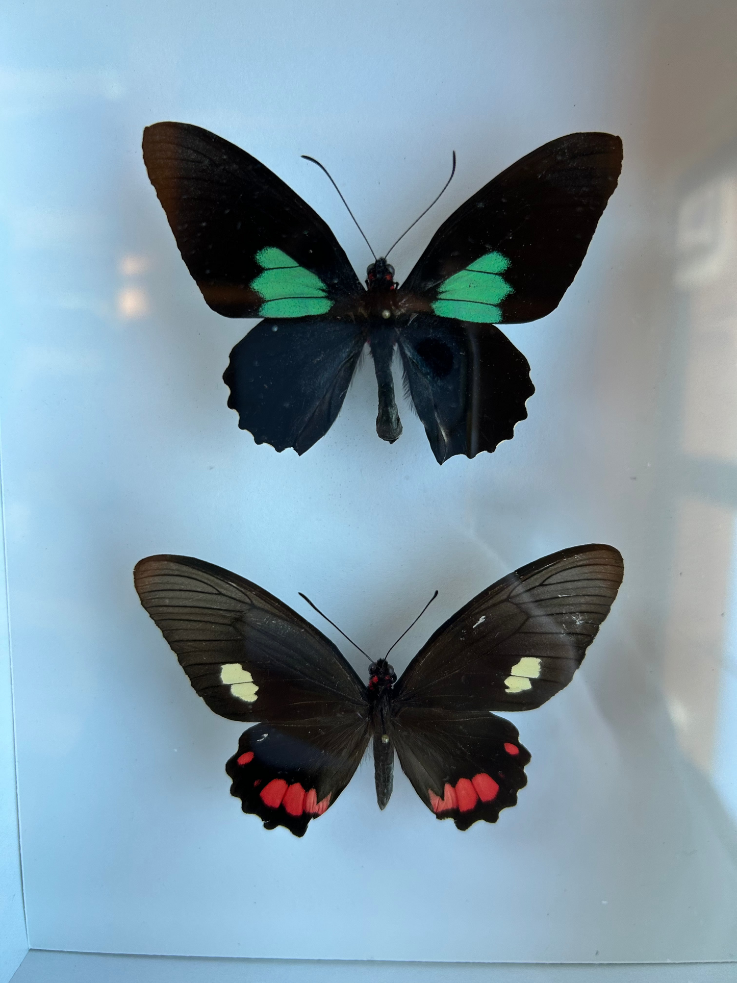 Cattleheart Swallowtail