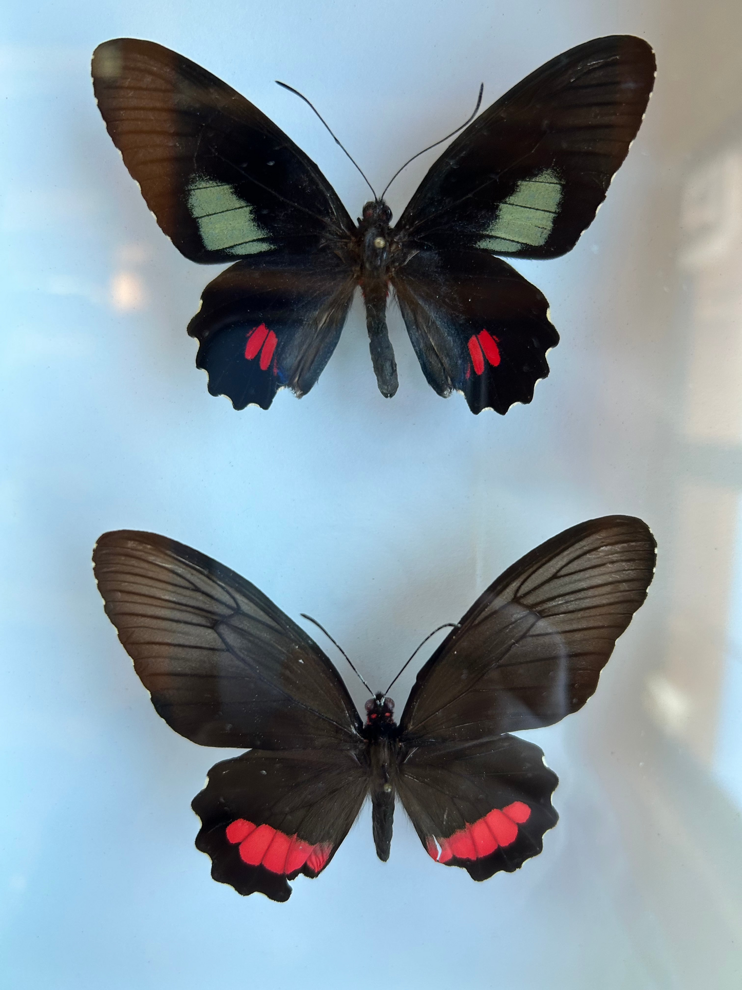 Cattleheart Swallowtail