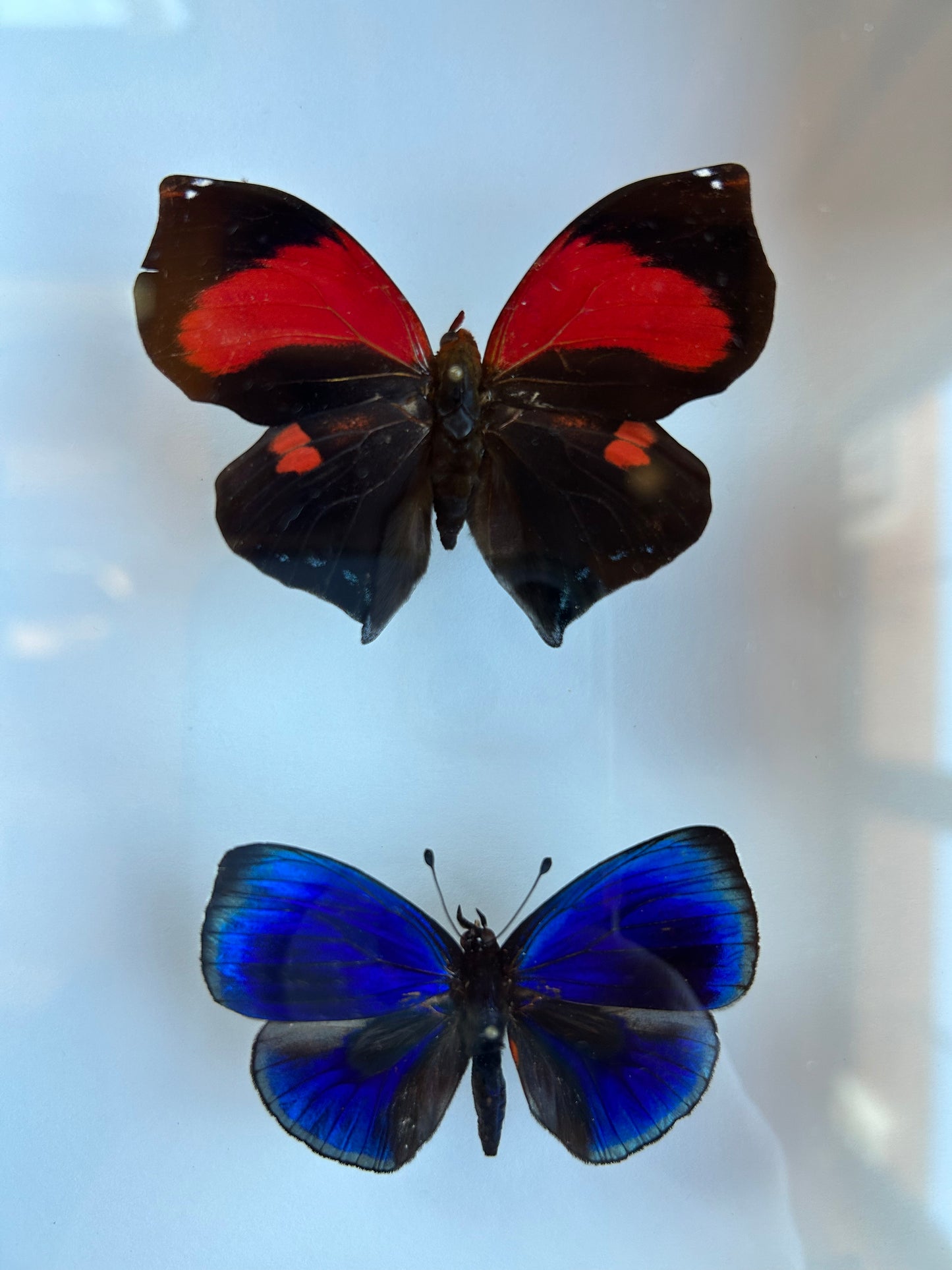 Red Agrias, Hewiston's Leaf Butterfly