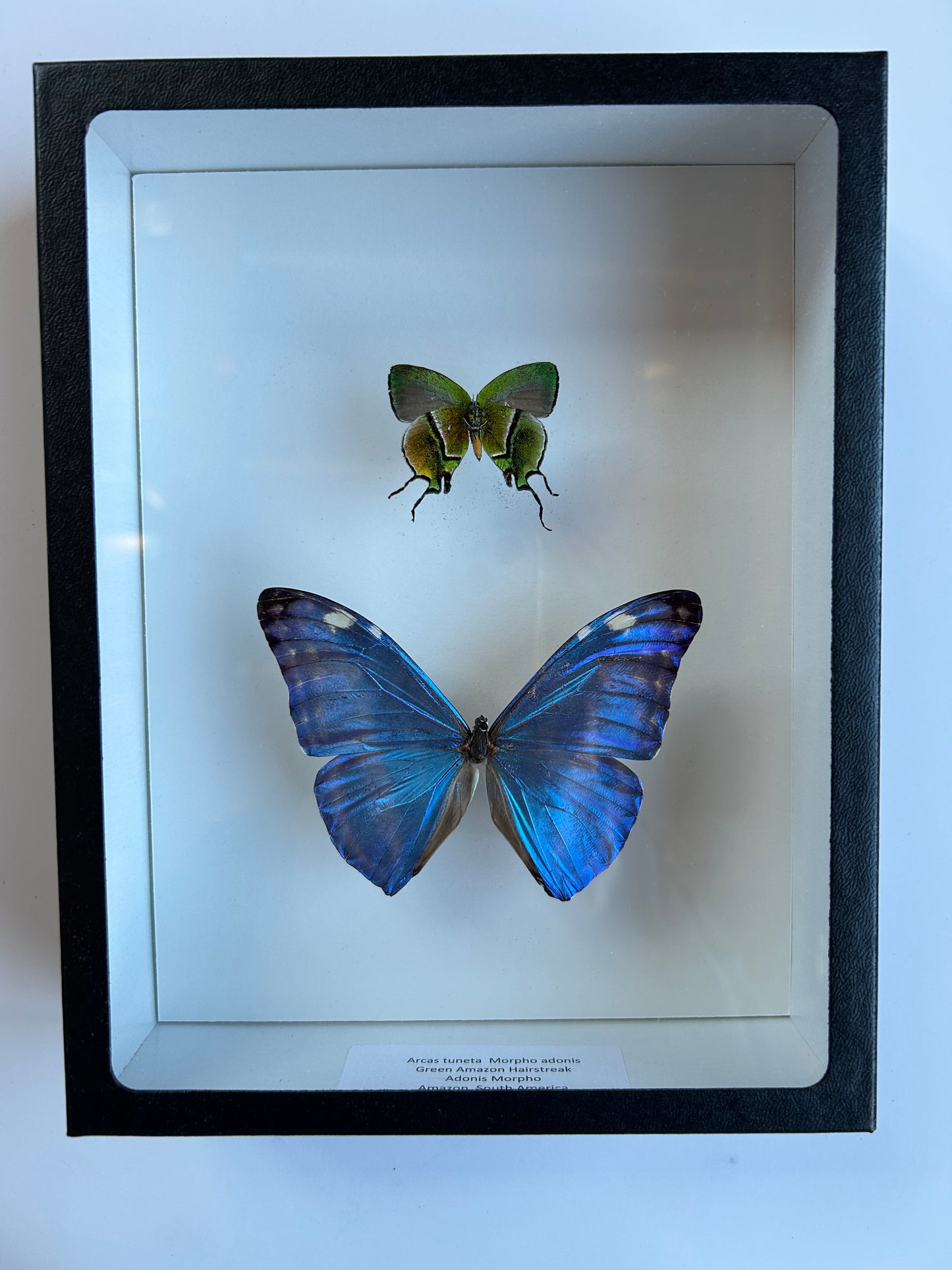 Green Amazon Hairstreak, Adonis Morpho