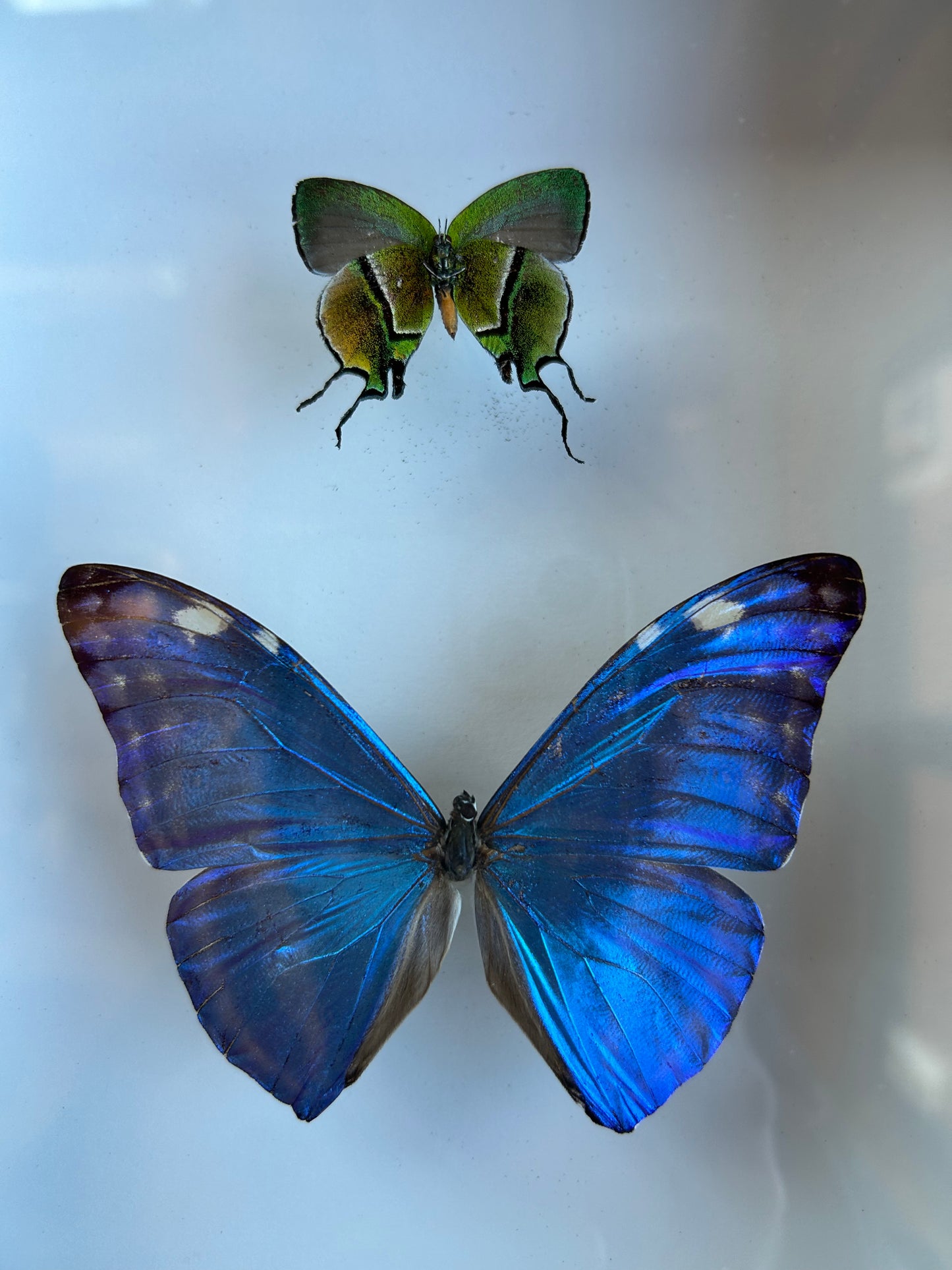 Green Amazon Hairstreak, Adonis Morpho