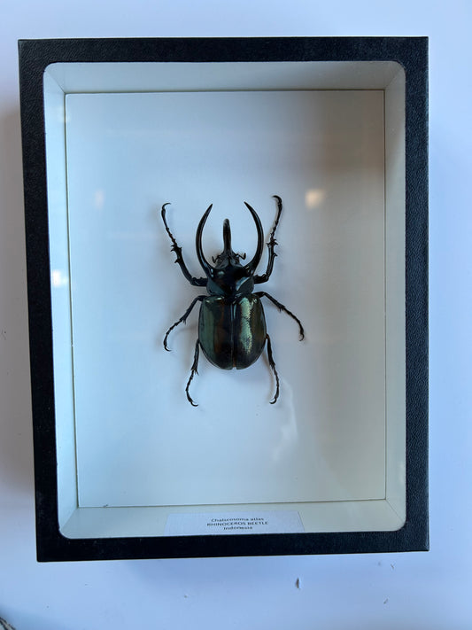 Rhinoceros Beetle