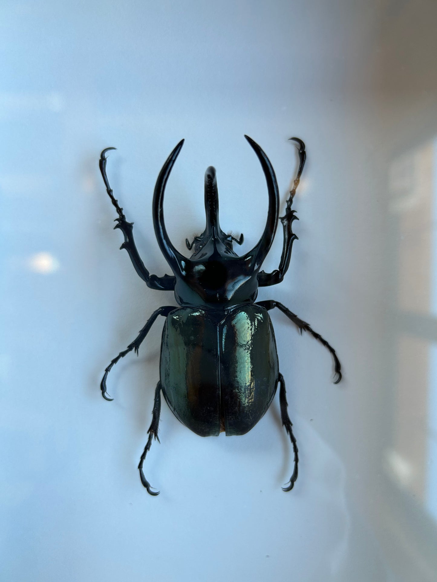 Rhinoceros Beetle