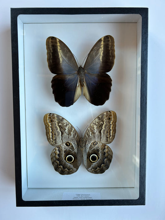 Owl Butterfly