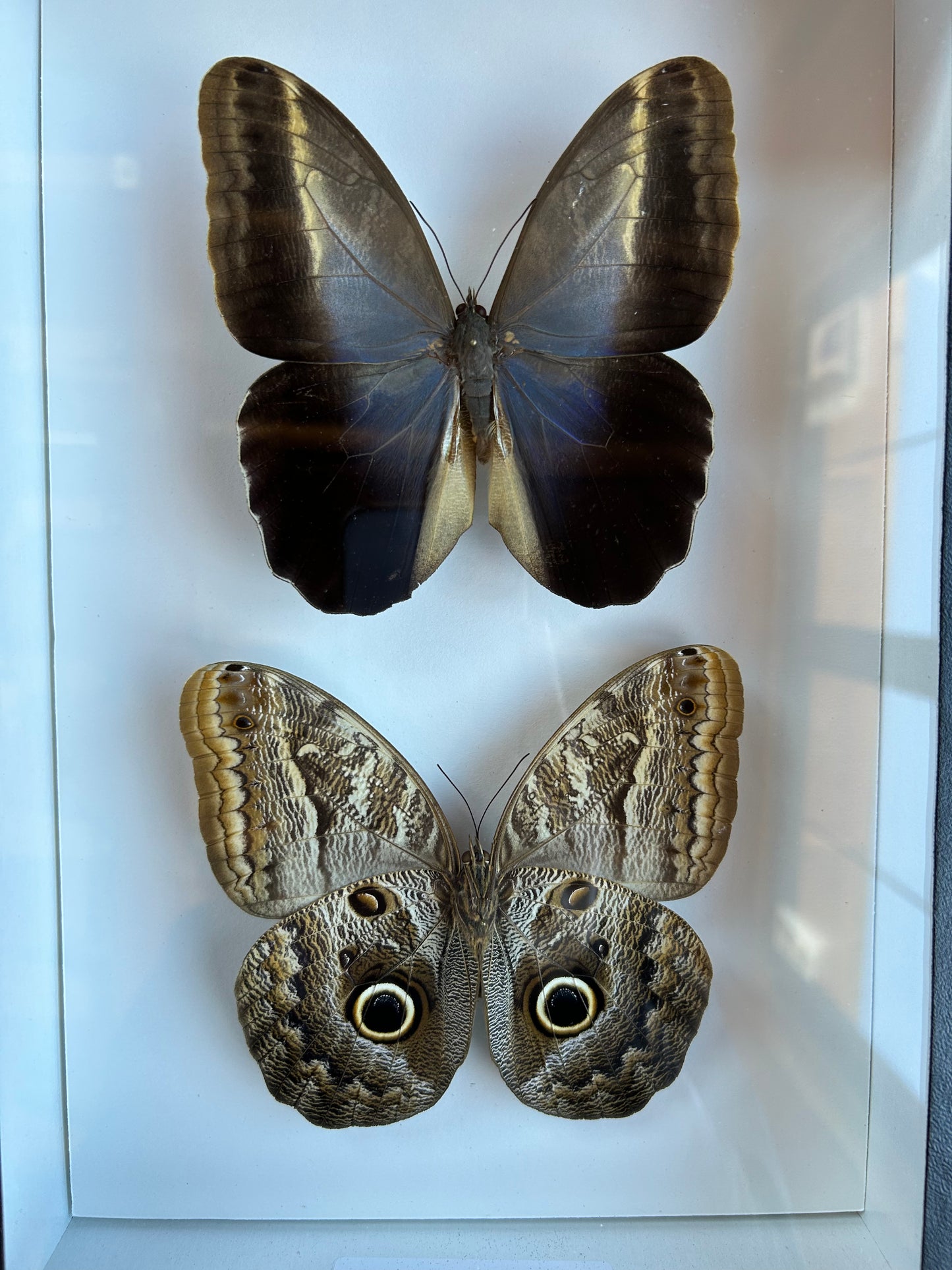 Owl Butterfly