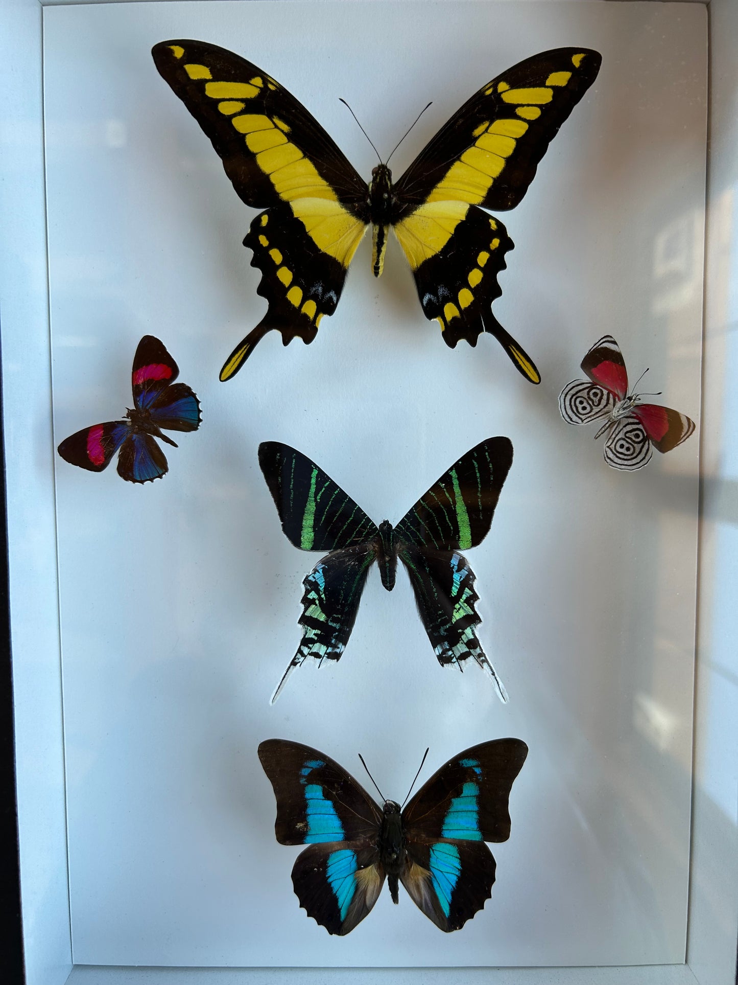 Amazon Butterfly Mix