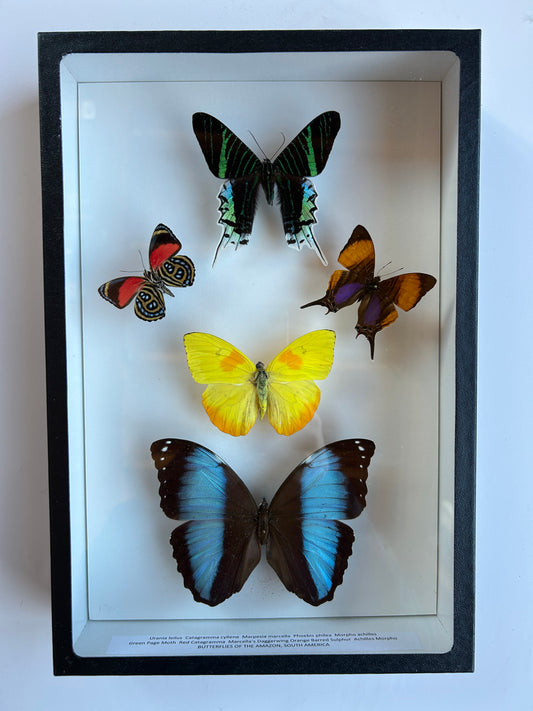 Amazon Butterfly Mix