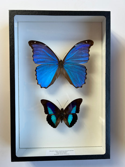 Giant Blue Morpho, King Shoemaker