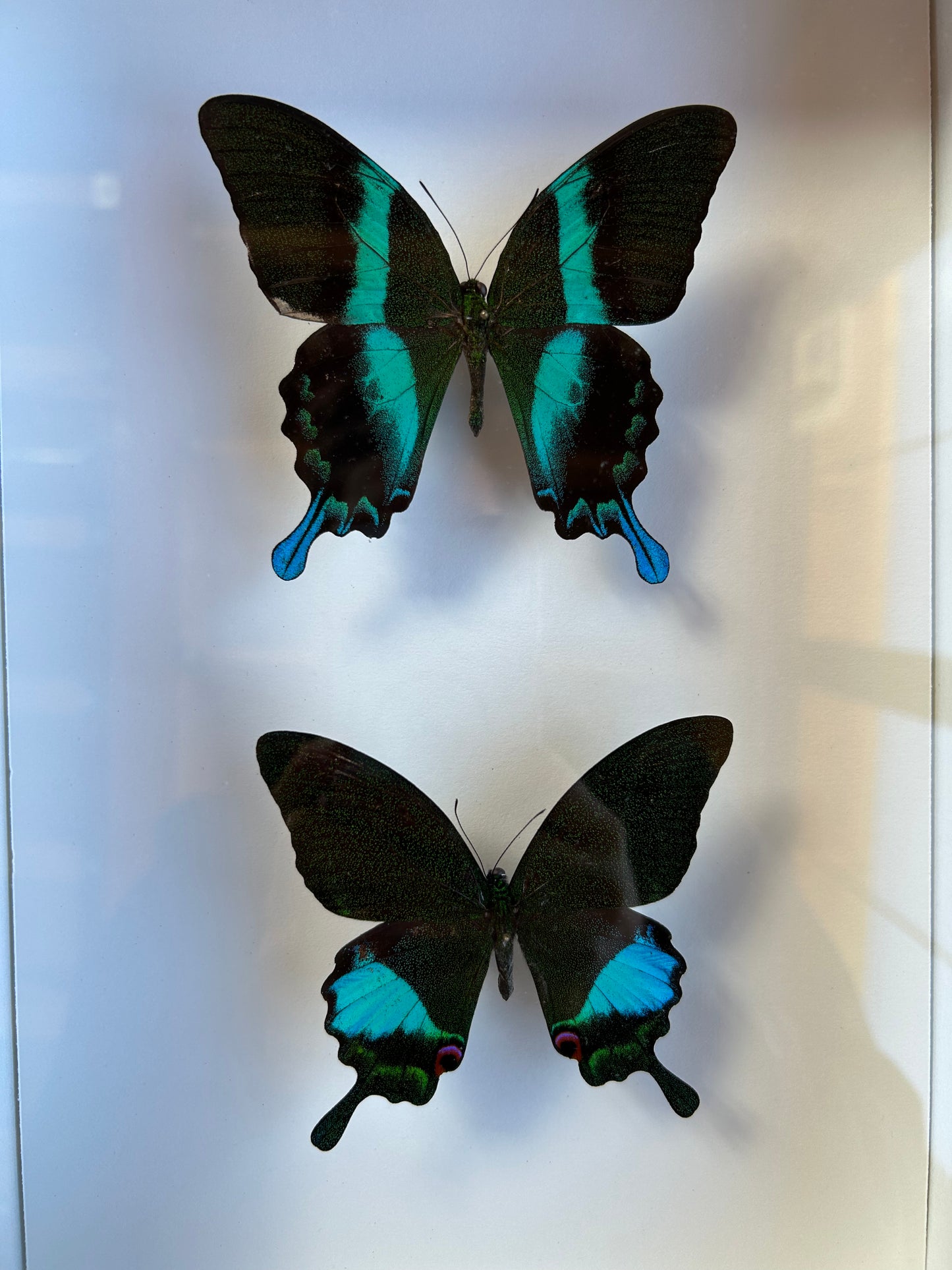 Blume's Swallowtail, Karna Peacock Swallowtail