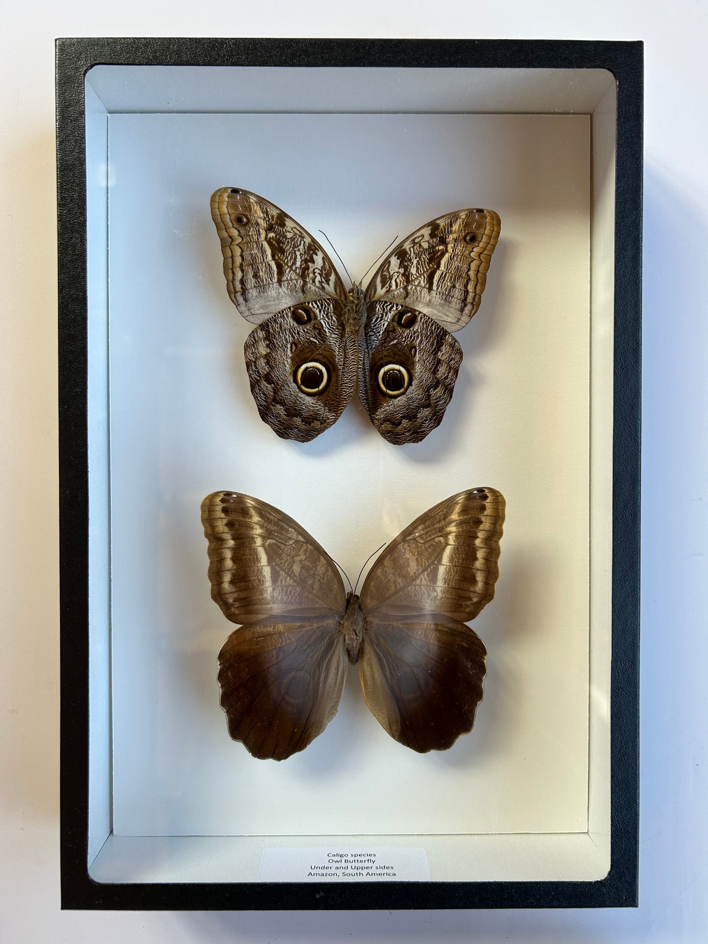 Owl Butterfly