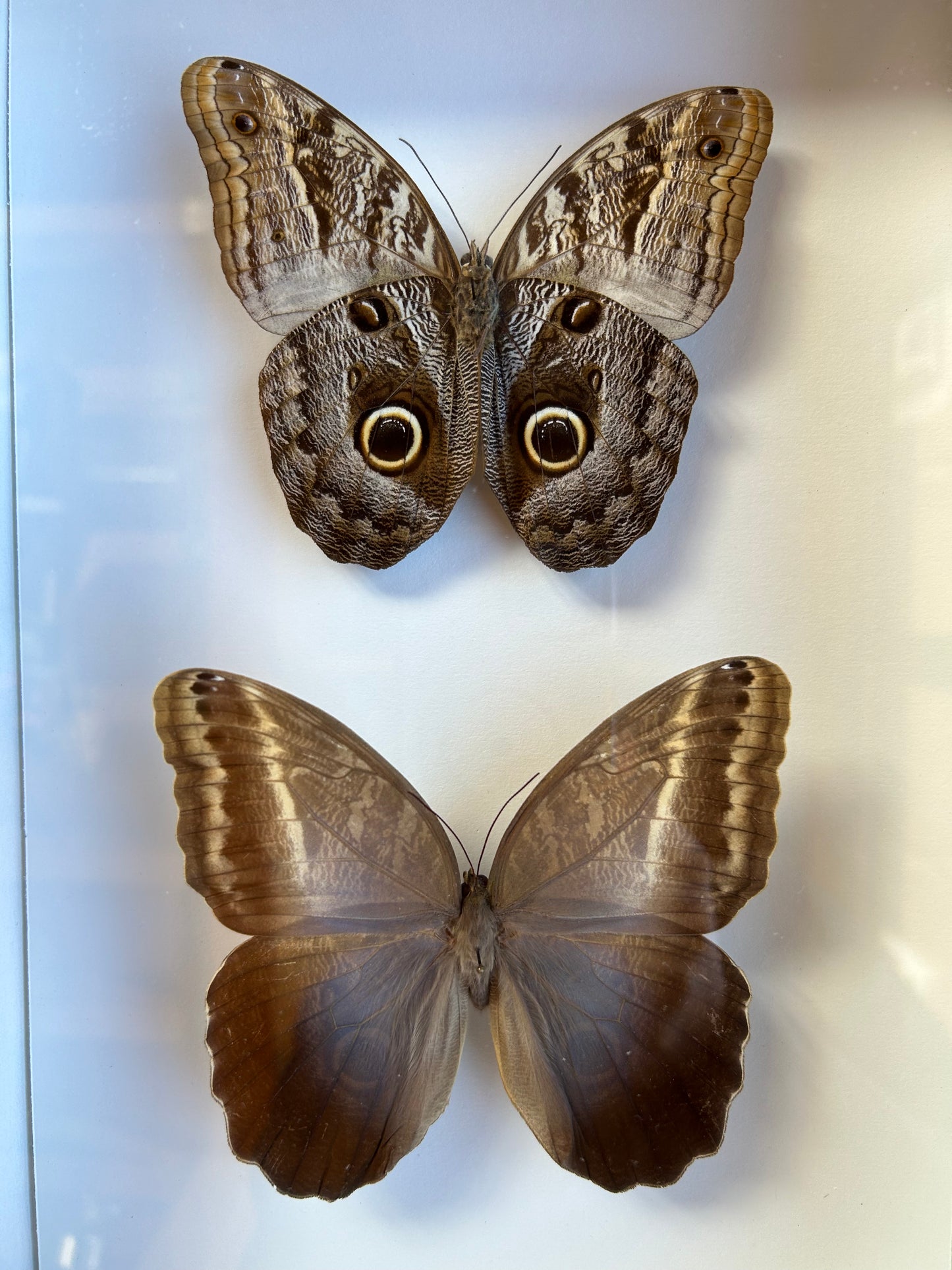 Owl Butterfly