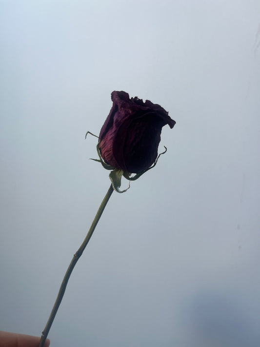 Dried Rose Stem