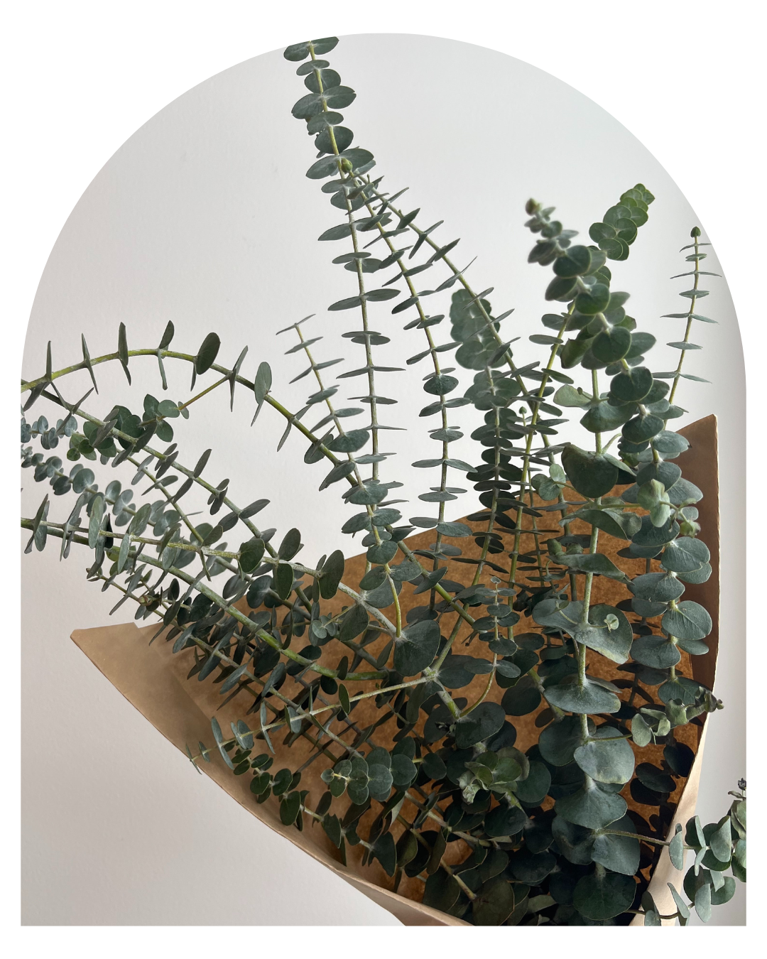 Eucalyptus Shower Bundle Flora Culture Pineridge Hollow Flora