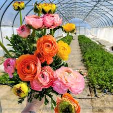 Ranunculus Corms